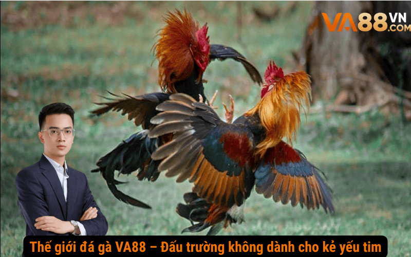 Thế giới đá gà VA88 – Đấu trường không dành cho kẻ yếu tim